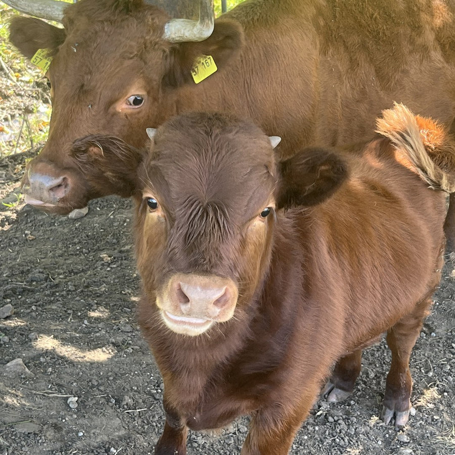Kalb vor seiner Mutterkuh schaut in die Kamera